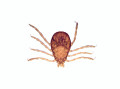 tick