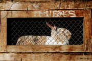 19rabbitfiresafety