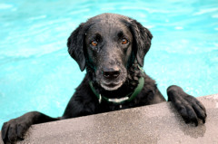 4thDoginPool