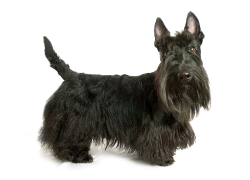 Scottish Terrier standing — health planner for puppies through senior dogs