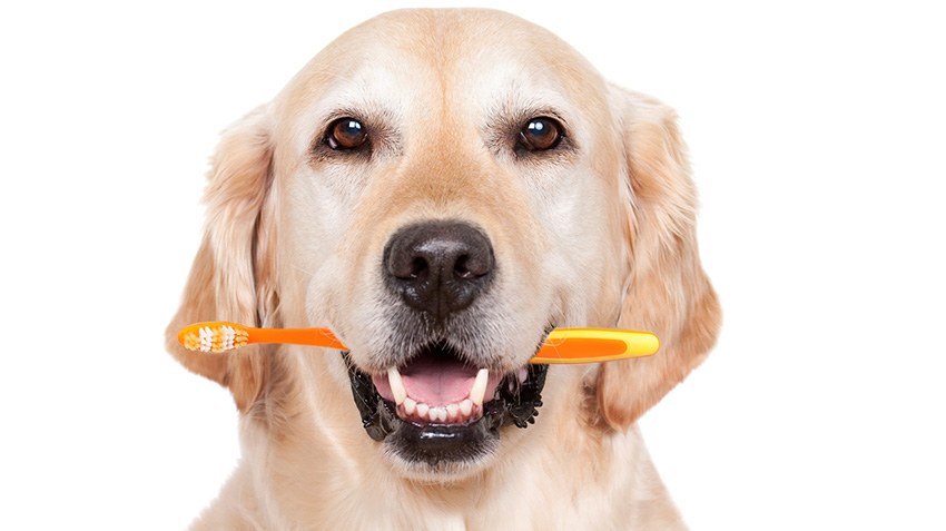 Brush Up on Your Pet's Oral Care
