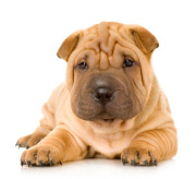 160sharpei2