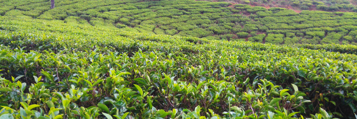 Picking tea in Ella