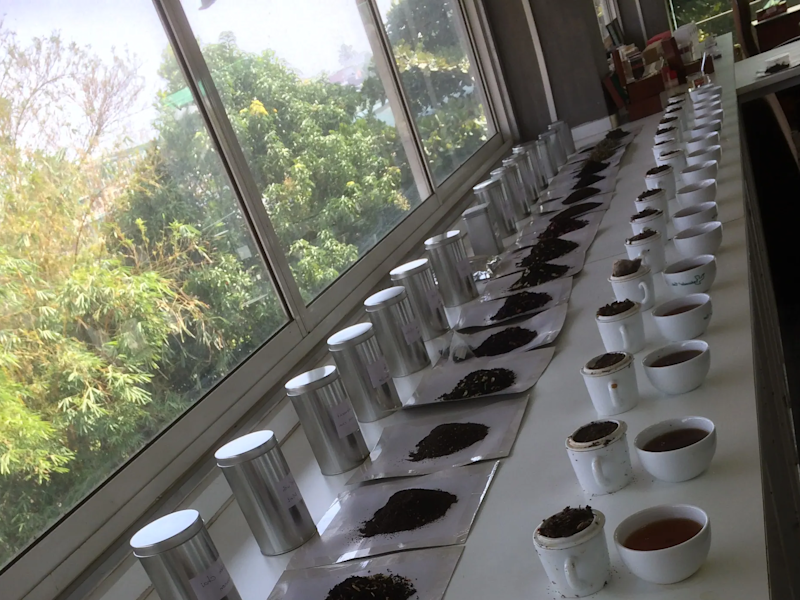 Tea tasting in Sri Lanka