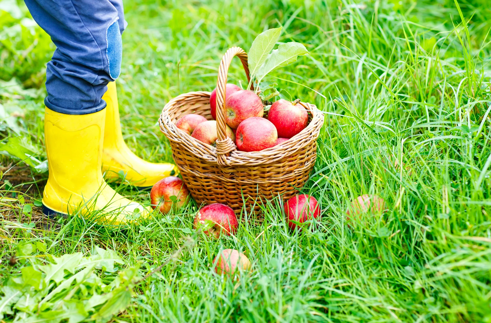 An Apple a Day: 4 Nutritional Benefits of Fall's Favorite Fruit