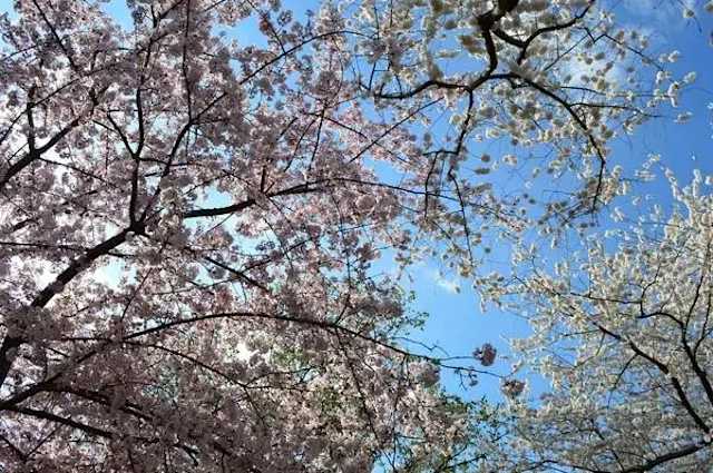 Integrating Localization into Blended Climate Investments