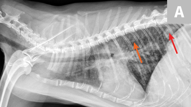 Common Pulmonary Diseases In Cats Clinician S Brief