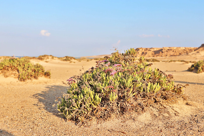 The island - Vegetation