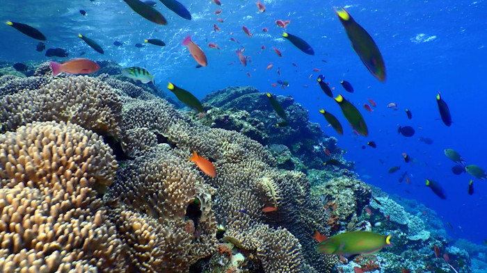Coral