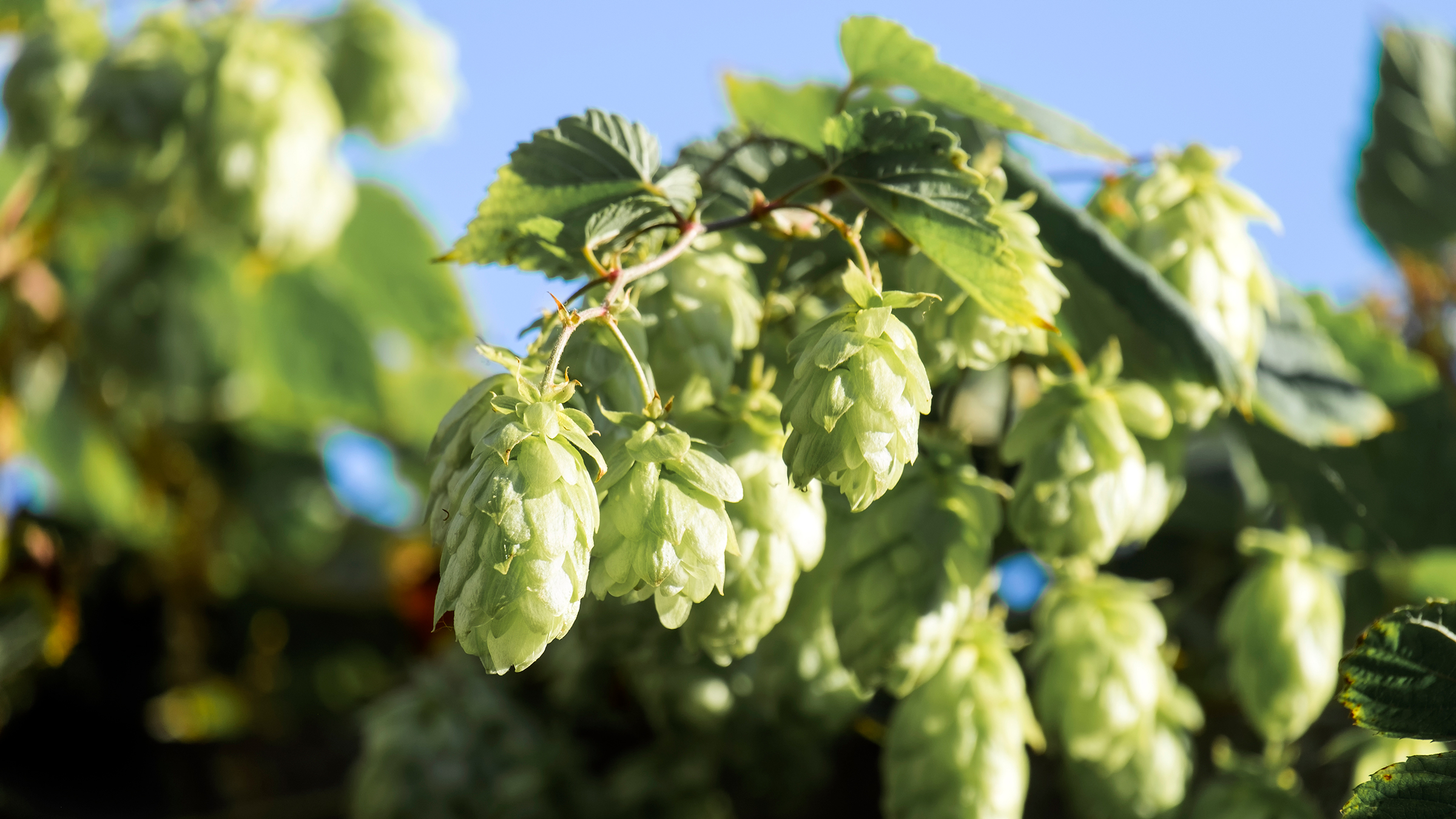 Sprig of hop with cones (Humulus lupulus)