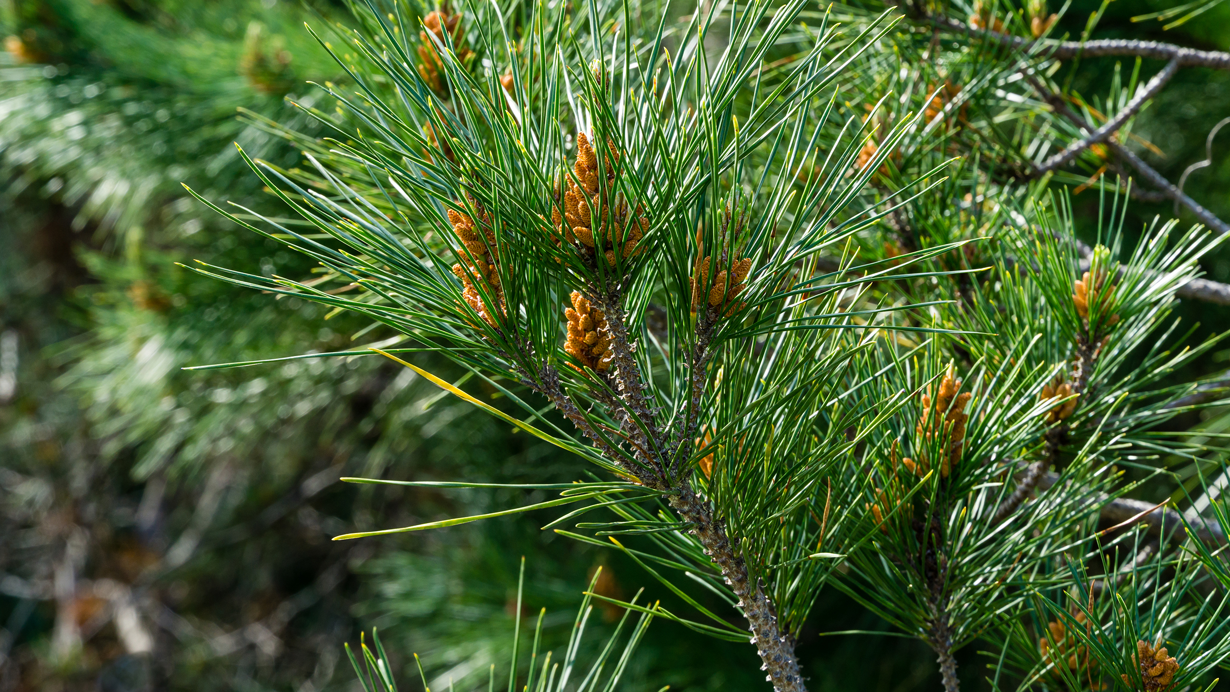 Close-up of pine cone branches