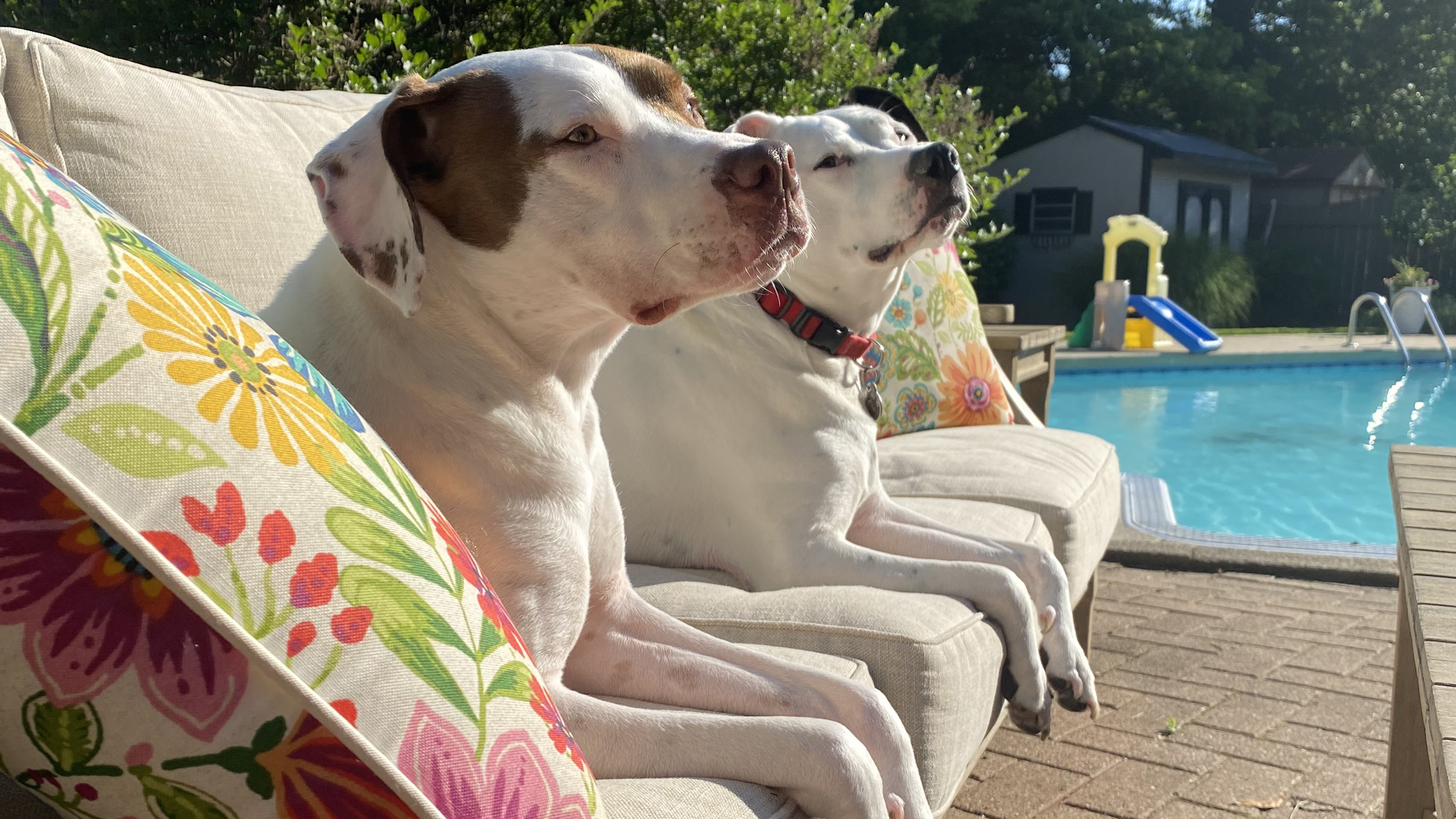 Brian Gregg’s dogs, Stella and Luna, pose for the camera next to the pool.