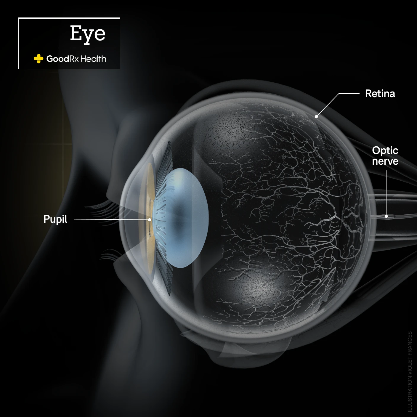 A 3D illustration of the eye highlighting the pupil, retina, and optic nerve.