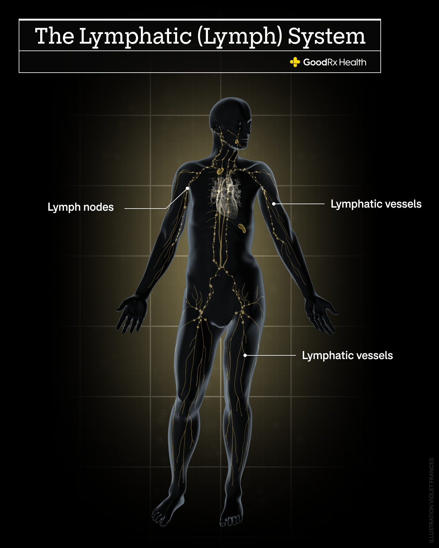 A 3D illustration of the lymphatic system including lymph nodes and lymphatic vessels.