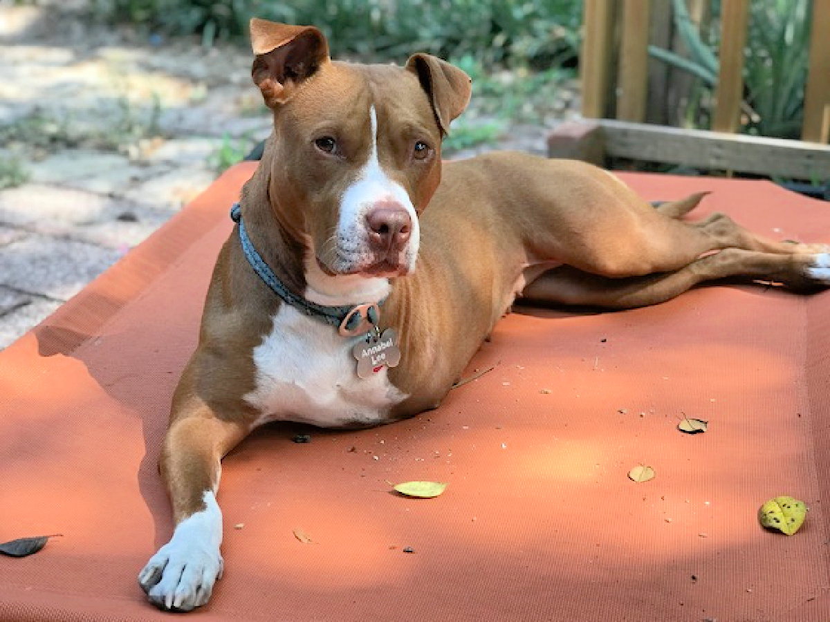 Annabel Lee, a three-legged pit bull, is pictured.