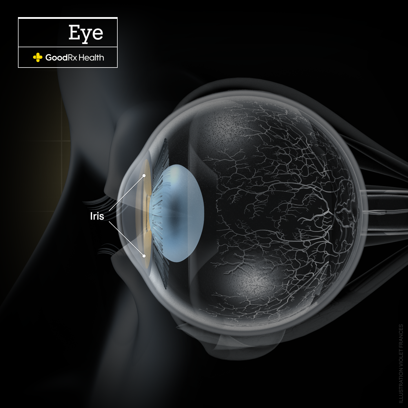A 3D illustration of the eye highlighting the iris.