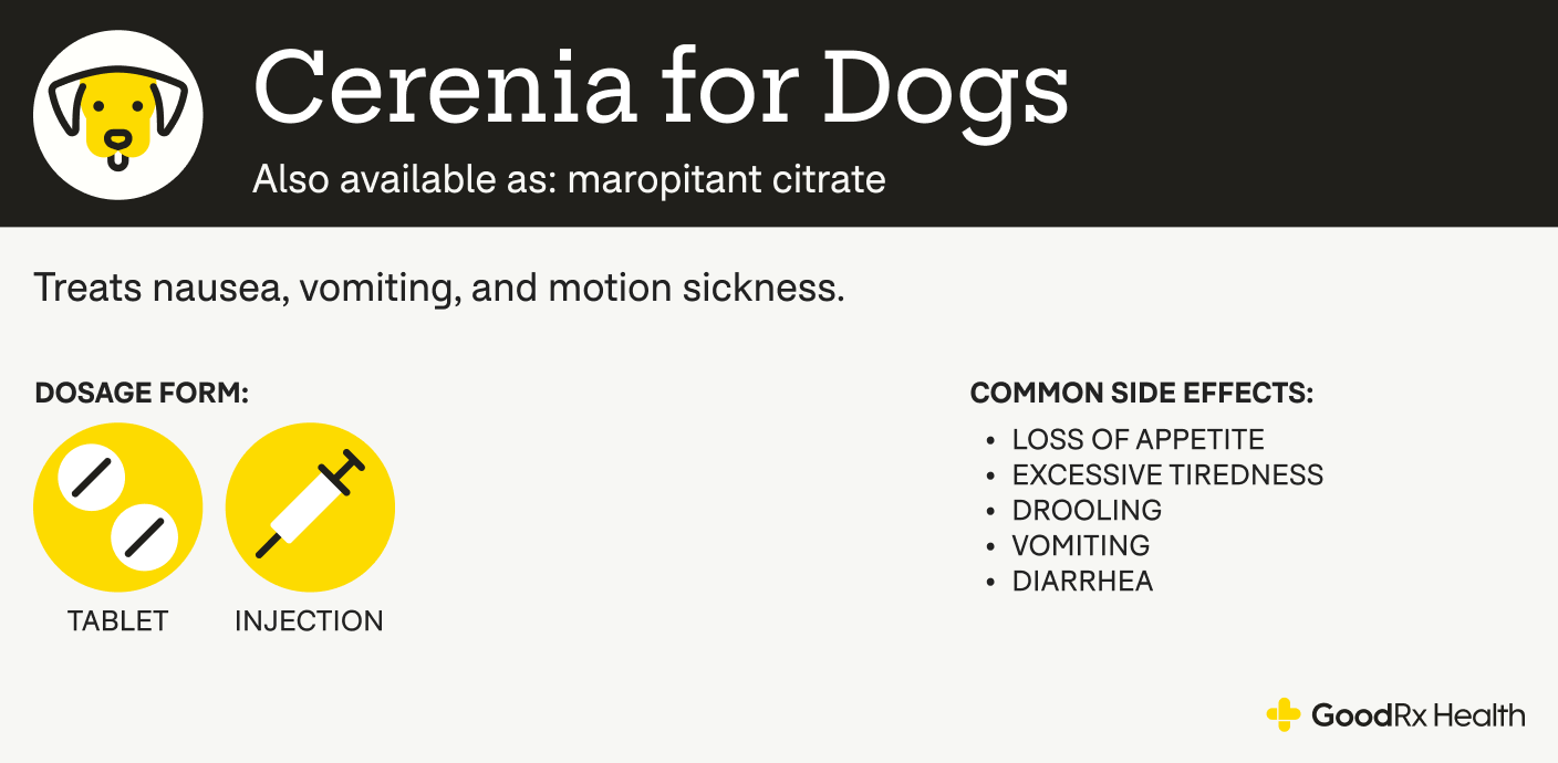 An infographic explaining Cerenia for dogs, including its alternative names, uses, dosage forms, and common side effects.