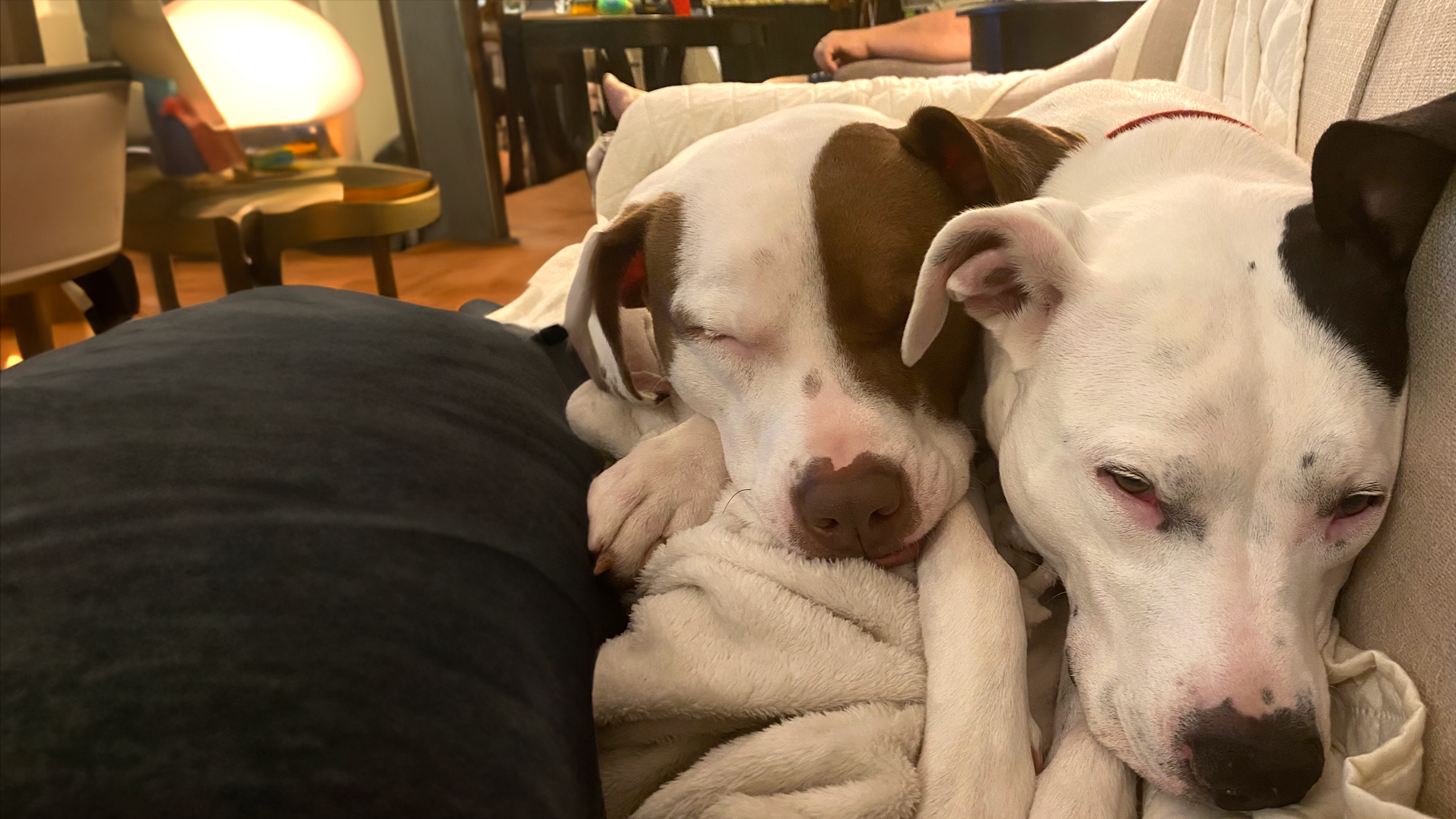 Brian Gregg’s dogs, Stella and Luna, are pictured cuddling on the couch.