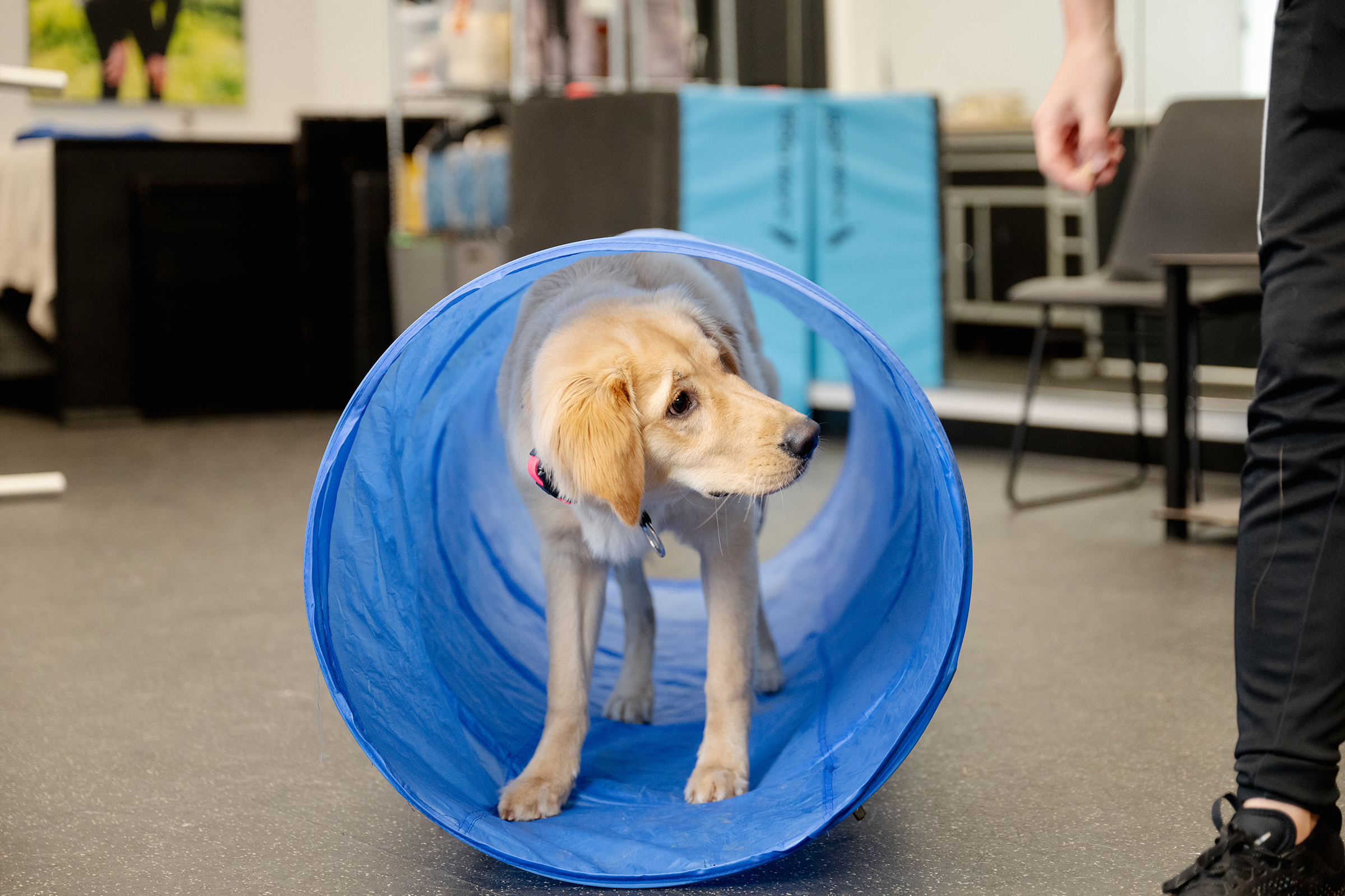 Beck Skaggs is training a puppy at The Pet Station Country Club in Louisville, Kentucky.