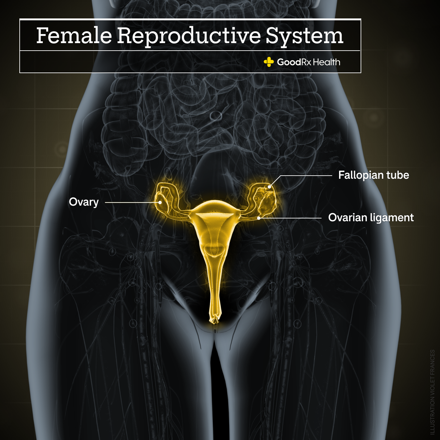 A 3D illustration of the female reproductive system highlighting the ovary, fallopian tube, and ovarian ligament.