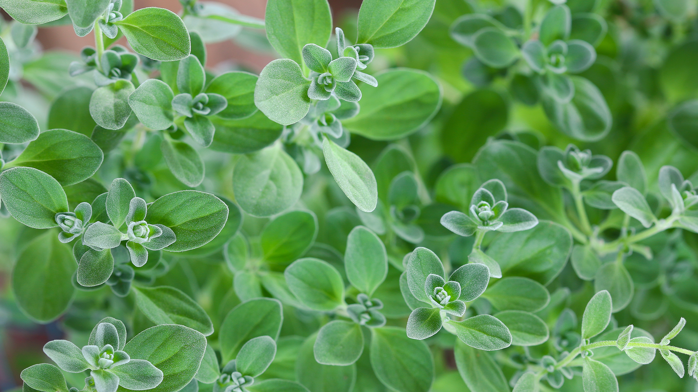 Close-up of a marjoram plant