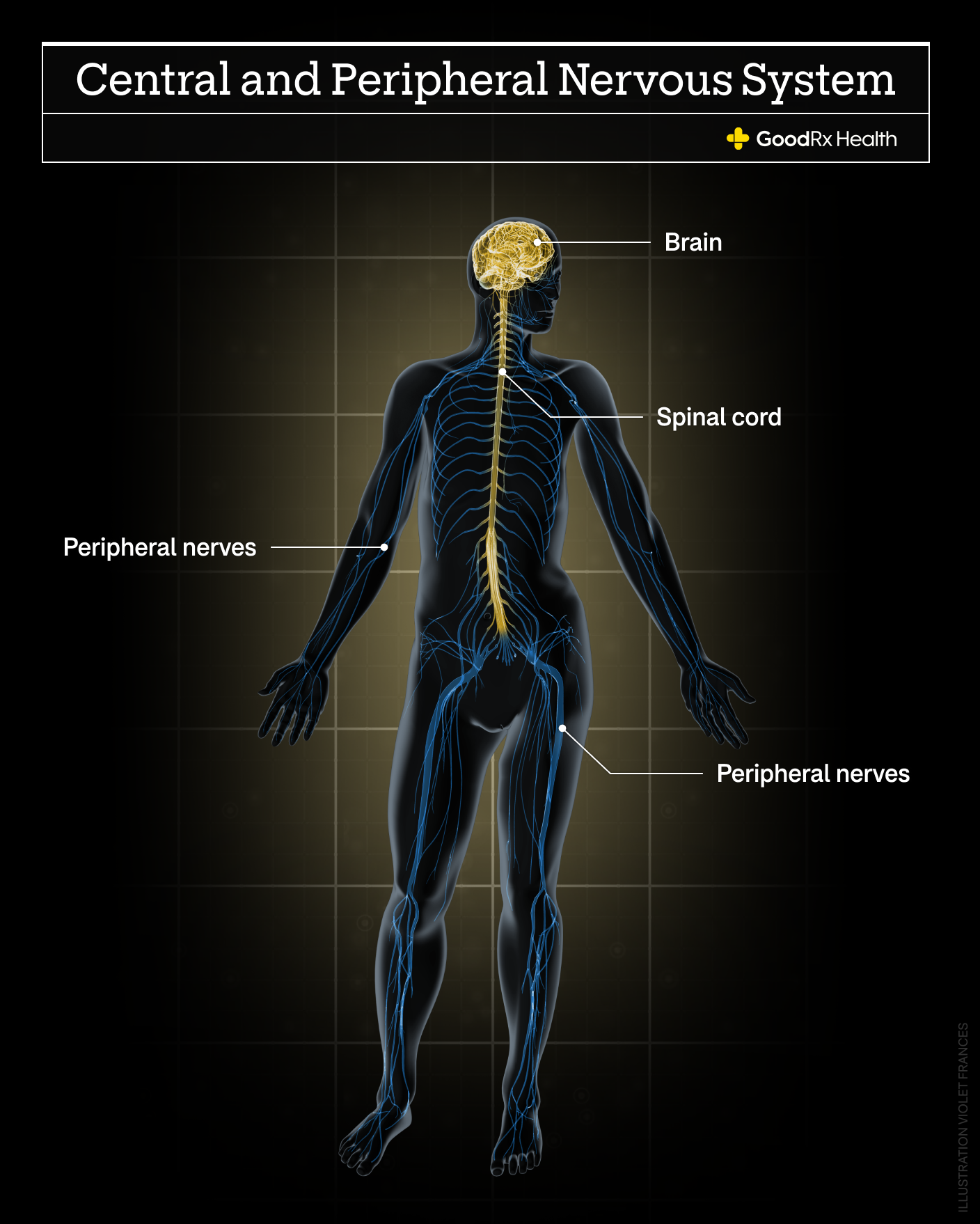 A 3D illustration of the central and peripheral nervous system including brain, peripheral nerves, and spinal cord.