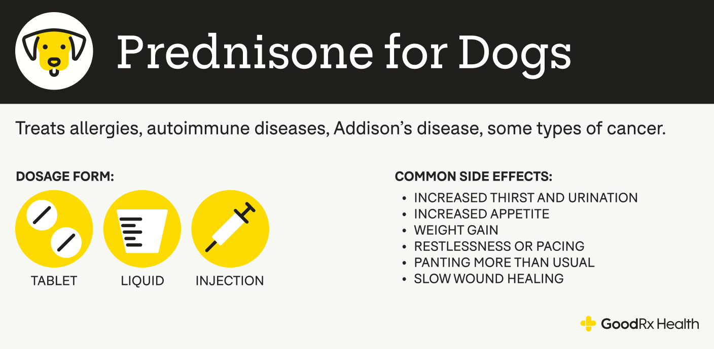 An infographic explaining Prednisone for dogs, including its uses, dosage forms, and common side effects.