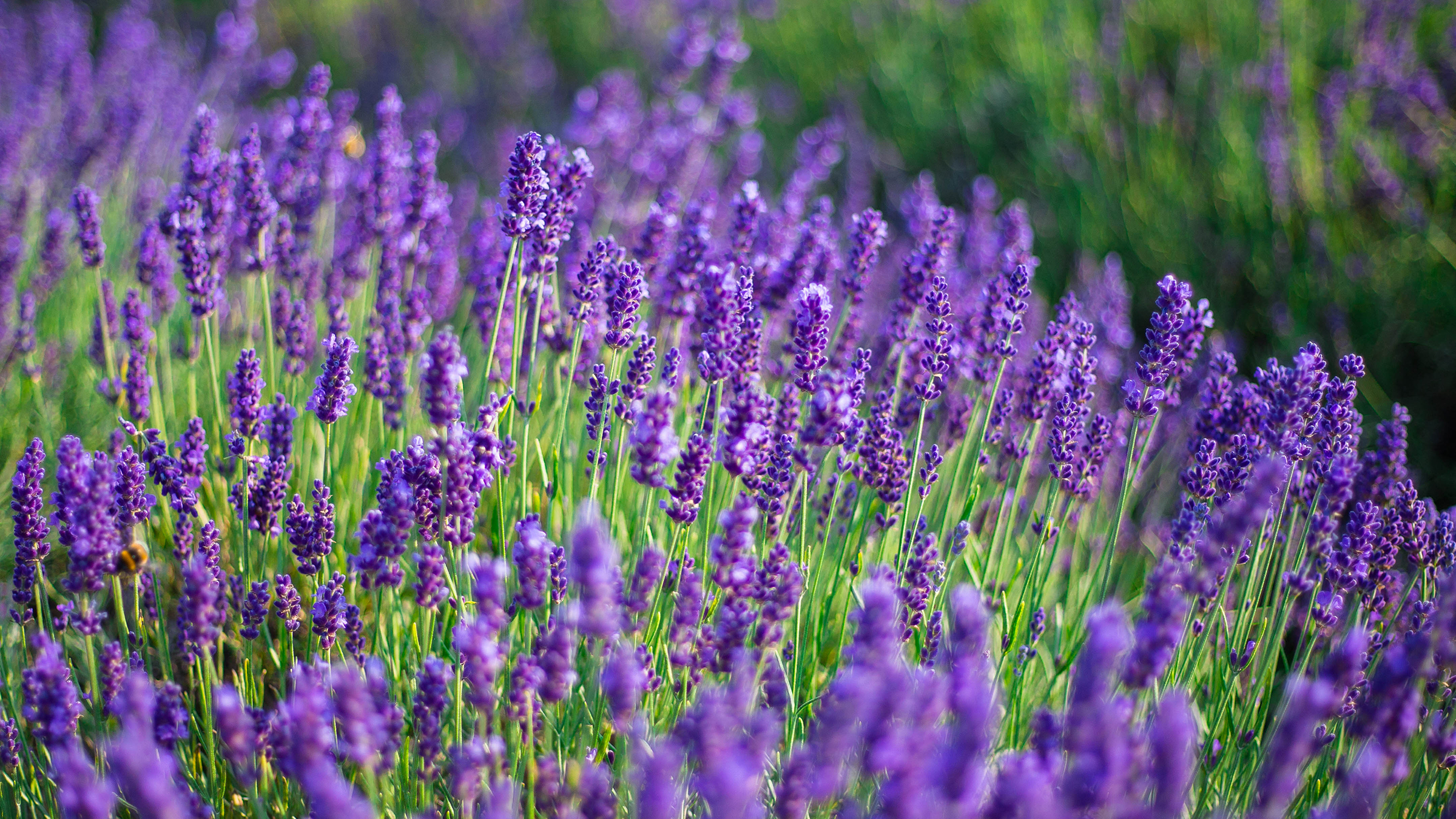 Close-up of wild lavender bushes