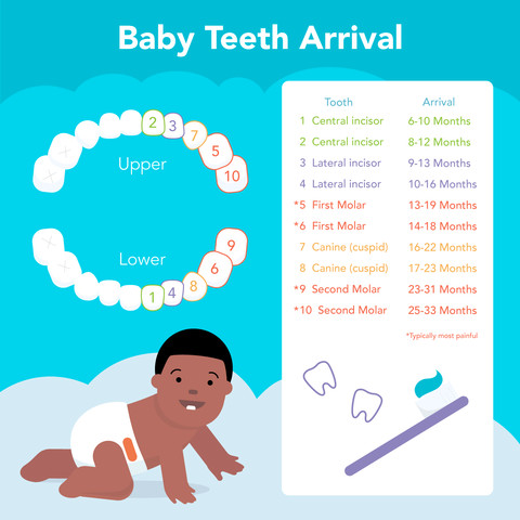 Baby teeth eruption chart showing age range when each tooth erupts
