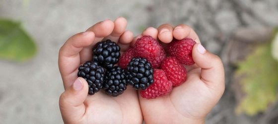 Organic vs non-organic food header