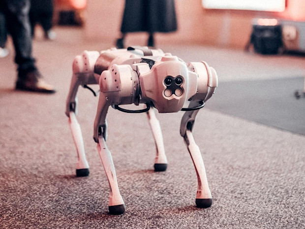 Robot kutya bérlés rendezvényekre