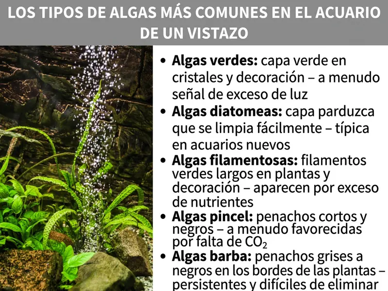 Infografía: las especies de algas más comunes en el acuario de un vistazo. A la izquierda, una foto de un acuario plantado con burbujas de aire y plantas acuáticas verdes sobre piedras. A la derecha, una lista con cinco tipos de algas: 1. Algas verdes: capa verde en cristales y decoración, a menudo indicio de exceso de luz. 2. Diatomeas: capa parduzca que se retira fácilmente, típica en acuarios nuevos. 3. Algas filamentosas: largos filamentos verdes en plantas y decoración, aparecen por exceso de nutrientes. 4. Algas pincel: mechones cortos y negros, favorecidas por la falta de CO₂. 5. Algas barba: mechones de grises a negros en los bordes de las hojas, resistentes y difíciles de eliminar.