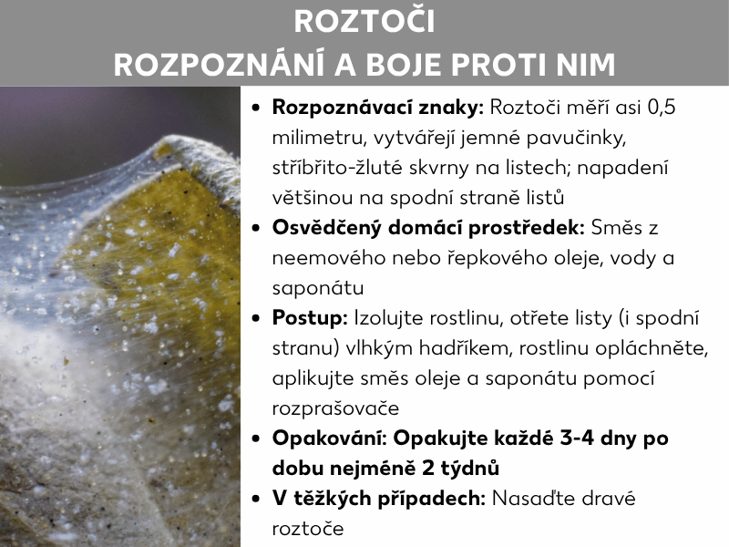 Infografika shrnující boj se sviluškami: vlevo detail napadeného listu, vpravo text s poznávacími znaky, postupem likvidace a dalšími tipy.