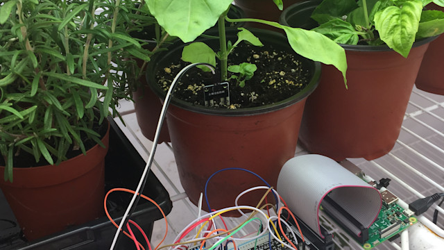 Using data to help a school garden