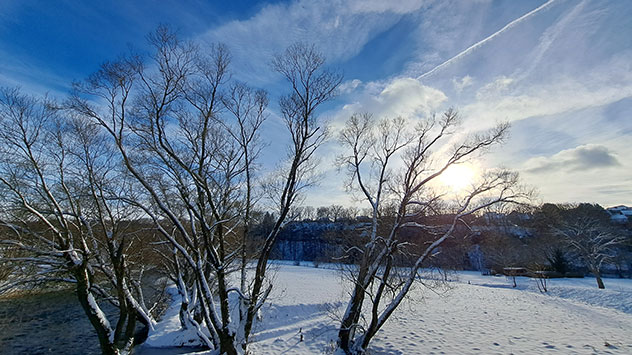 © Wenzel Kathrin Kahle Bäume