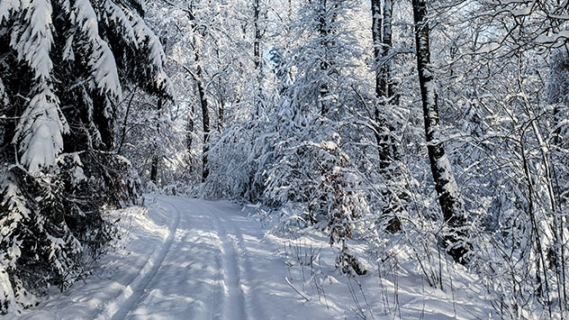 © Simone Eicker Winterwald