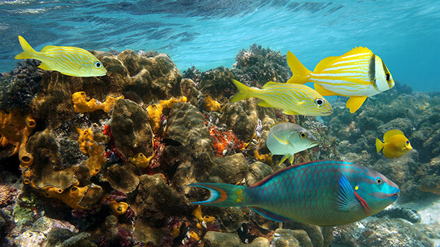Unterwasserwelt vor Jamaika