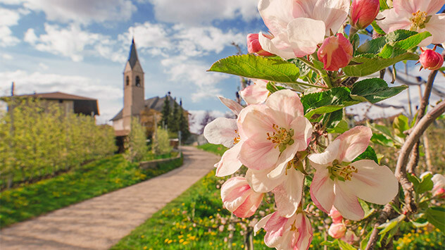 Apfelblüte im Frühling im Trentino