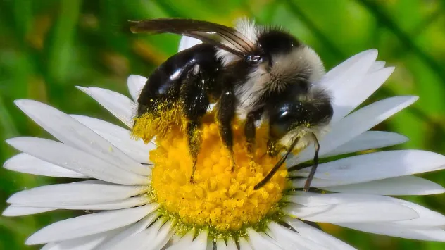 Das warme Frühlingswetter lockt viele Bienen auf die Wiesen.