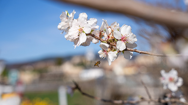 In der Wachau blühen bereits die ersten Marillen- und Mandelbäume.