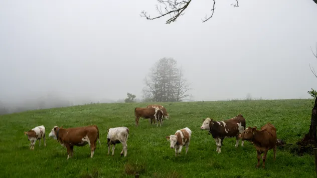 Nebel am Alpenrand mit Rindern auf der Weide