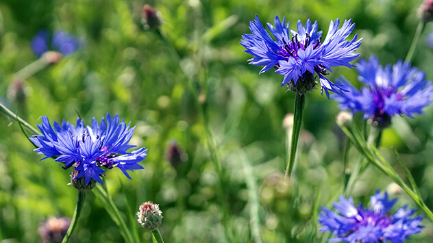 Blaue Blüten der Kornblume im Feld