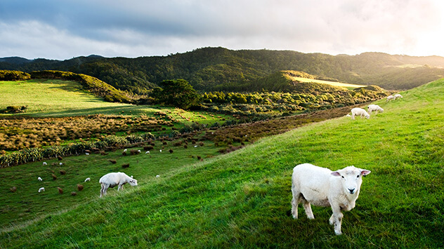 Schafe auf grüner Weide