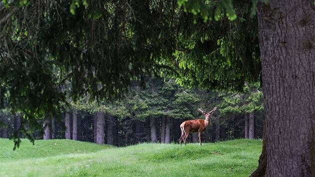 Hirsch im Wald des Nationalparks Paneveggio-Pale di San Martino 