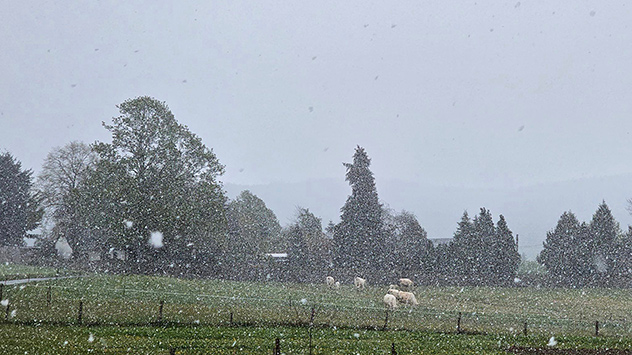 Schnee rieselt auf eine Wiese mit Schafen 