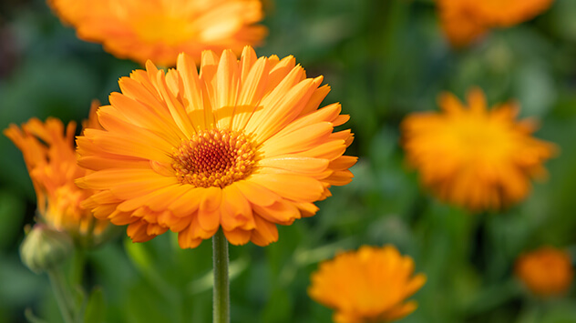 Orange Blüten der Ringelblume