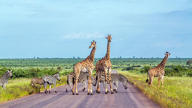 Giraffen und Zebras in der Savanne