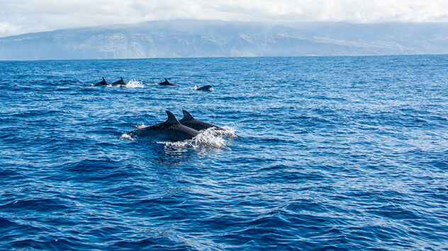 Delfine im Meer vor Madeira