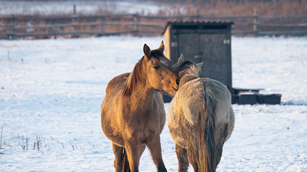 © WetterOnline Pferde im Schnee