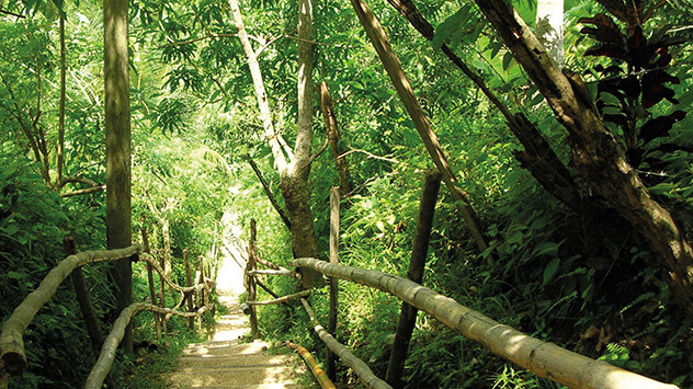 Wanderweg durch den Regenwald auf Jamaika